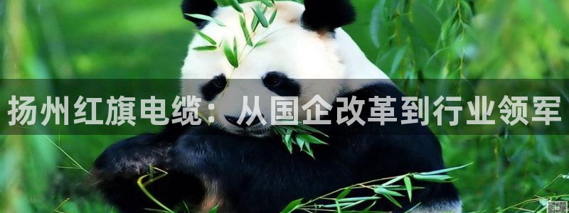 彩神ⅴll用户登录：扬州红旗电缆：从国企改革到行业领军