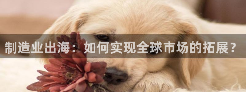 彩神平台之间是什么关系：制造业出海：如何实现全球市场的拓展？
